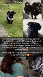 Reunited Female Dog last seen S 27th and Jane Street, Pittsburgh, PA 15203