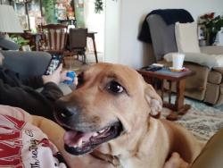Lost Female Dog last seen Uncle Bill's on 38th Street and Georgetown Road , Indianapolis, IN 46254