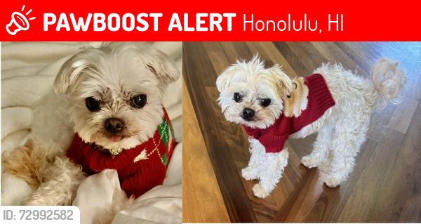 Lost Female Dog last seen Kahala neighborhood, Honolulu, HI 96816
