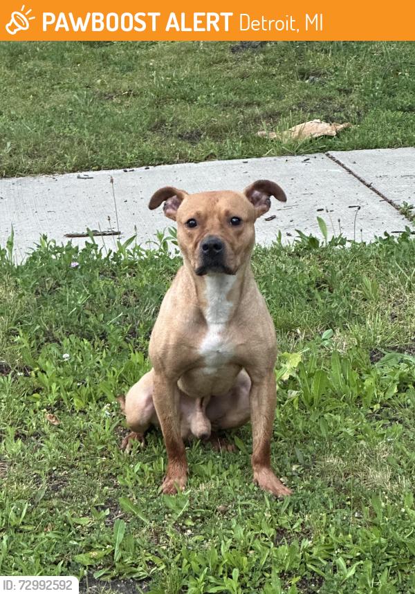 Found/Stray Male Dog last seen Berkshire and Frankfort, Detroit, MI 48224