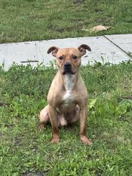 Found/Stray Male Dog last seen Berkshire and Frankfort, Detroit, MI 48224