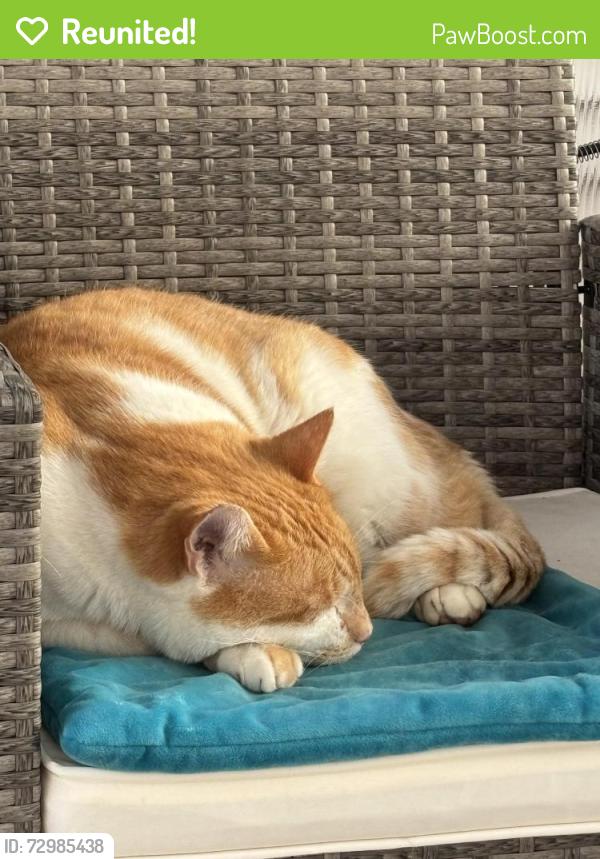 Reunited Male Cat last seen Sweetgum Rd and Snowball Dr, Levittown, PA 19056