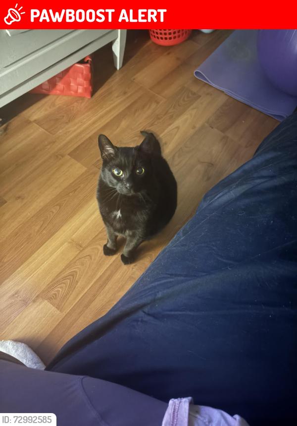 Lost Male Cat last seen Near woodridge drive beausejour mb, Beausejour, MB R0E 0C0