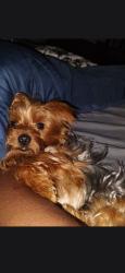 Lost Male Dog last seen Adam's rd, she'll gas station, Jonesboro, GA 30236