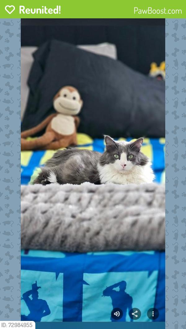 Reunited Male Cat last seen Terre Creek apmts , Ramona, CA 92065