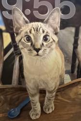 Lost Male Cat last seen Riley & Tropical, Las Vegas, NV 89149