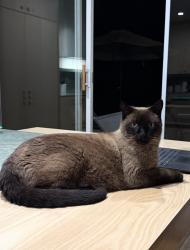 Lost Male Cat last seen Montrose Way and Summerfield Way, El Dorado Hills, CA 95762