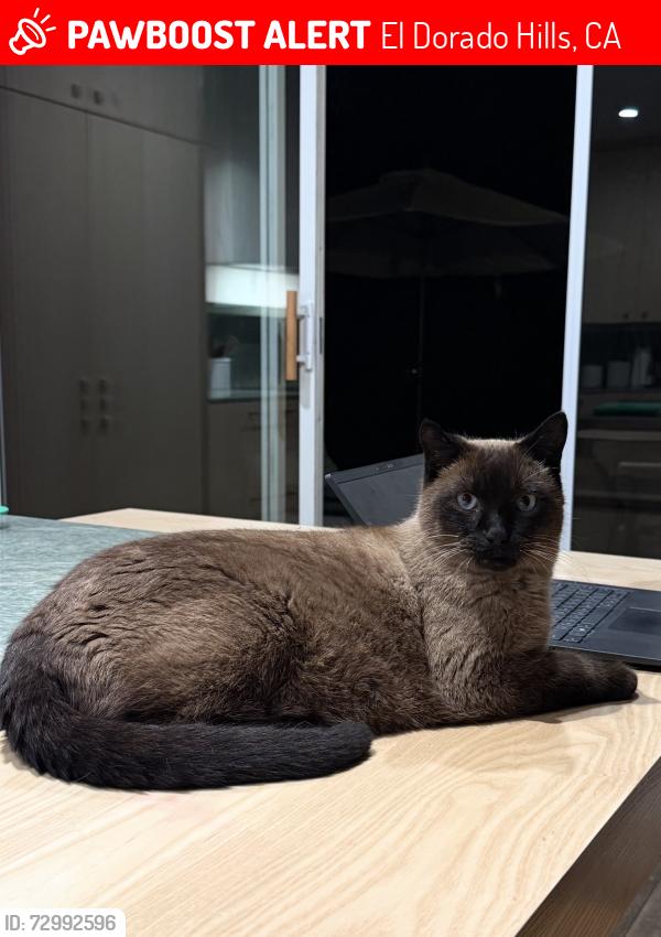 Lost Male Cat last seen Montrose Way and Summerfield Way, El Dorado Hills, CA 95762