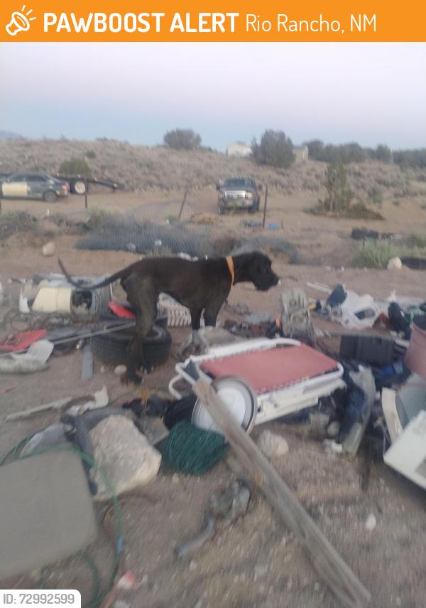 Found/Stray Male Dog last seen Northern and 40th Street, Rio Rancho, NM 87124
