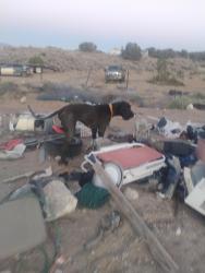 Found/Stray Male Dog last seen Northern and 40th Street, Rio Rancho, NM 87124