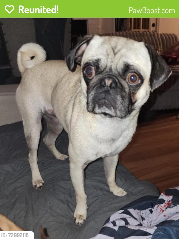 Reunited Male Dog last seen Peachers Mill and Tiny Town, Clarksville, TN 37042