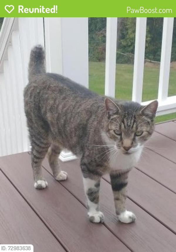 Reunited Male Cat last seen Near Owen drive , St. Louis, MO 63128