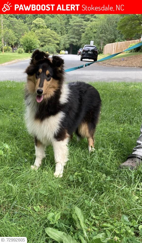 Lost Female Dog last seen Mt carmel road stokesdale nc, Stokesdale, NC 27009