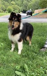 Lost Female Dog last seen Mt carmel road stokesdale nc, Stokesdale, NC 27009