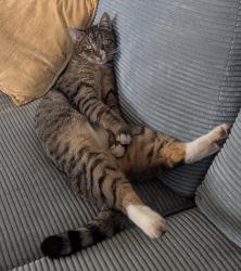 Lost Male Cat last seen Trader Joe's 3rd St & Walnut , Coeur d'Alene, ID 83814