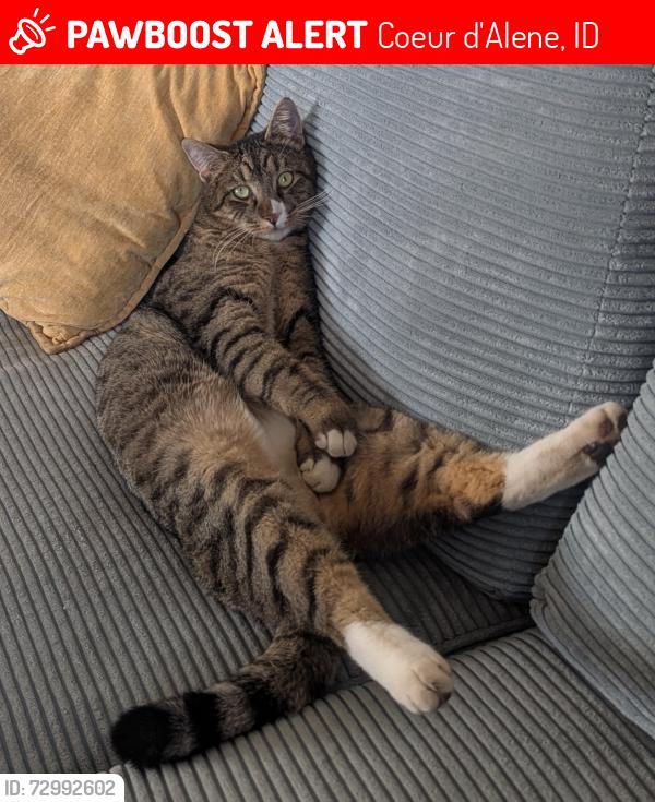 Lost Male Cat last seen Trader Joe's 3rd St & Walnut , Coeur d'Alene, ID 83814