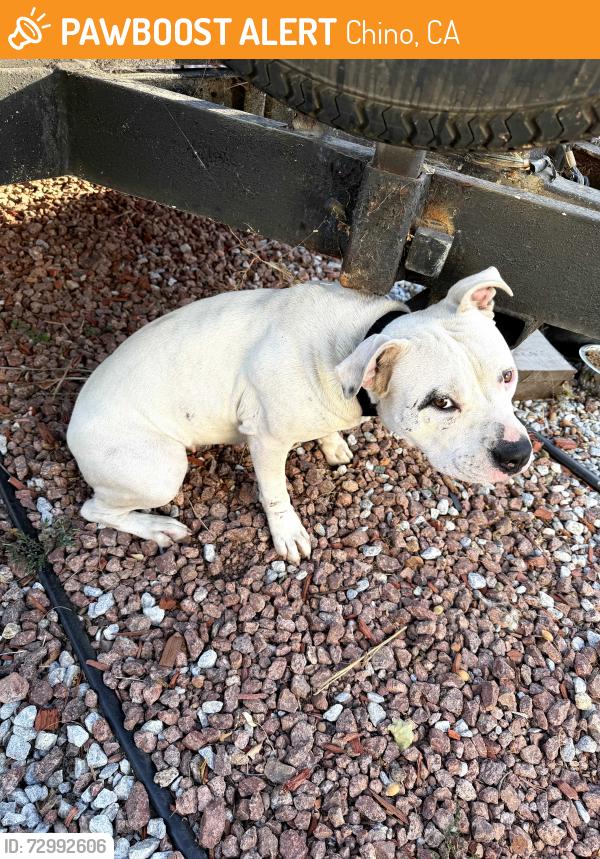 Found/Stray Female Dog last seen Monte Vista and Phillips , Chino, CA 91710