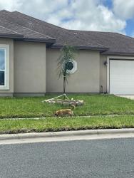 Found/Stray Male Dog last seen Emu, Eucalyptus, Gladstone , Corpus Christi, TX 78414