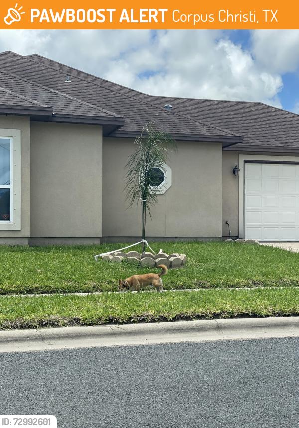 Found/Stray Male Dog last seen Emu, Eucalyptus, Gladstone , Corpus Christi, TX 78414