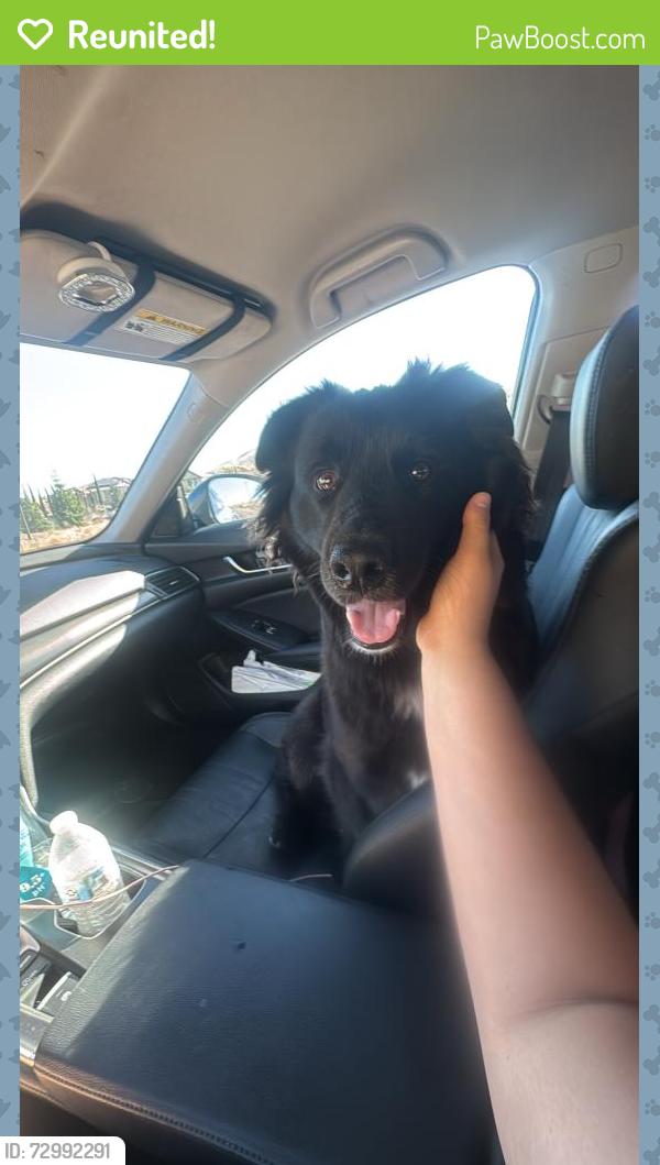 Reunited Male Dog last seen Alamo/ Nut tree (7/11 store) , Vacaville, CA 95687