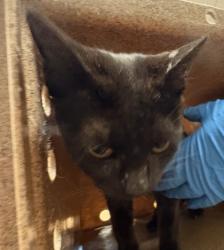 Shelter Stray Female Cat last seen Near Sara Dr, 75149, TX, 1650 Gross Rd, Mesquite, TX 75149, USA