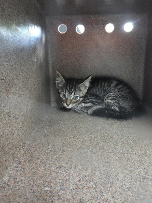 Shelter Stray Unknown Cat last seen Near Rancho Dr, 75149, TX, 1650 Gross Rd, Mesquite, TX 75149, USA