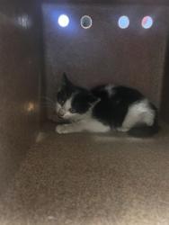 Shelter Stray Male Cat last seen Near US-80, 75149, TX, 1650 Gross Rd, Mesquite, TX 75149, USA