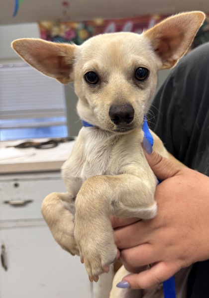 Shelter Stray Male Dog last seen Avenue 12, Madera County, CA, 205 Tozer St, Madera, CA 93638, USA