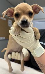 Shelter Stray Male Dog last seen Avenue 12, Madera County, CA, 205 Tozer St, Madera, CA 93638, USA