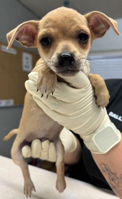 Shelter Stray Male Dog last seen Avenue 12, Madera County, CA, 205 Tozer St, Madera, CA 93638, USA