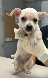 Shelter Stray Male Dog last seen Avenue 12, Madera County, CA, 205 Tozer St, Madera, CA 93638, USA