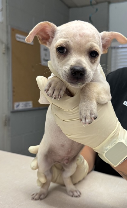 Shelter Stray Male Dog last seen Avenue 12, Madera County, CA, 205 Tozer St, Madera, CA 93638, USA