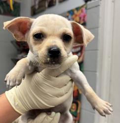Shelter Stray Male Dog last seen Avenue 12, Madera County, CA, 205 Tozer St, Madera, CA 93638, USA