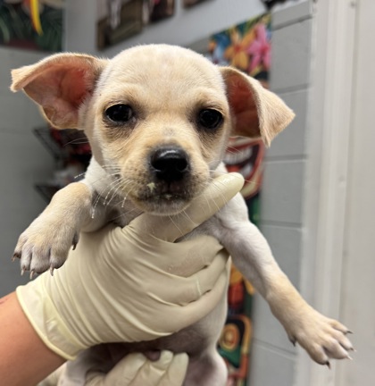 Shelter Stray Male Dog last seen Avenue 12, Madera County, CA, 205 Tozer St, Madera, CA 93638, USA