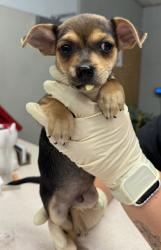 Shelter Stray Male Dog last seen Avenue 12, Madera County, CA, 205 Tozer St, Madera, CA 93638, USA