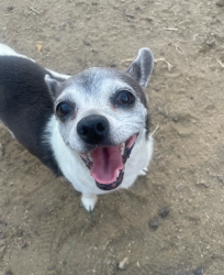 Lost Female Dog last seen Murrieta Road & Corson Road, Menifee, CA 92584