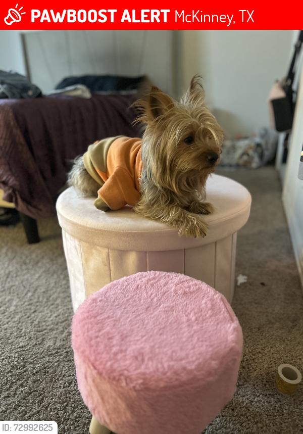 Lost Male Dog last seen Yote drive, McKinney, TX 75071