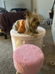 Lost Male Dog last seen Yote drive, McKinney, TX 75071
