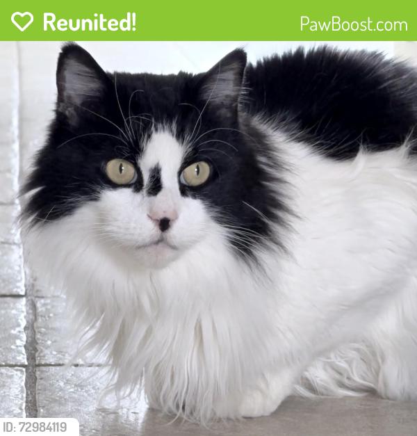 Reunited Male Cat last seen off Parker Rd, Chesapeake, VA 23322