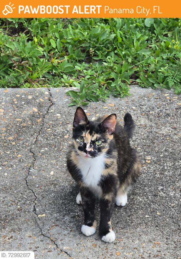 Found/Stray Female Cat last seen BECORA CT END OF ROAD, Panama City, FL 32405