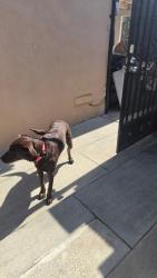 Reunited Female Dog last seen Bolsa and Brookhurst in Westminster, Westminster, CA 92683