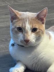 Lost Male Cat last seen Hesperian blvd, Hayward, CA 94545