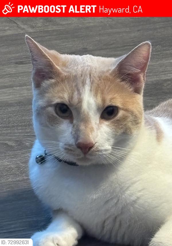 Lost Male Cat last seen Hesperian blvd, Hayward, CA 94545