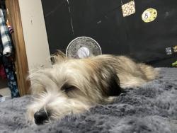 Reunited Male Dog last seen Little Tokyo cafe mountain grove dr, Knoxville, TN 37920