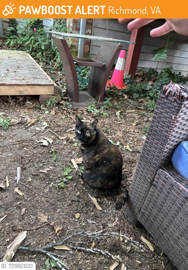 Found/Stray Female Cat last seen Near vcu campus cary street, Richmond, VA 23220
