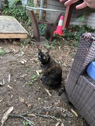 Found/Stray Female Cat last seen Near vcu campus cary street, Richmond, VA 23220
