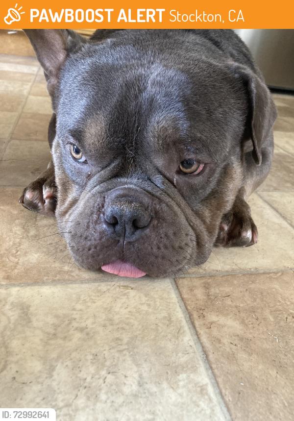 Found/Stray Male Dog last seen Korbel, Stockton, CA 95210