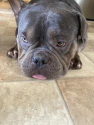 Found/Stray Male Dog last seen Korbel, Stockton, CA 95210