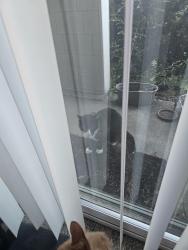 Found/Stray Unknown Cat last seen Near Broadway Ave S Tacoma 98402, Parkland, WA 98444