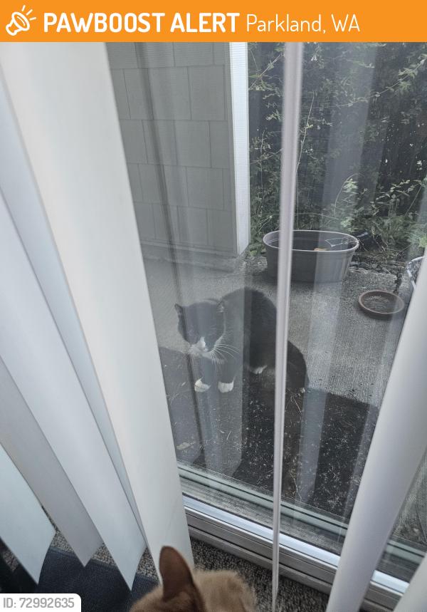 Found/Stray Unknown Cat last seen Near Broadway Ave S Tacoma 98402, Parkland, WA 98444